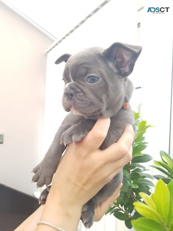  Quality French Bulldog  puppies