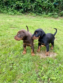 Dobermann puppies for sale 