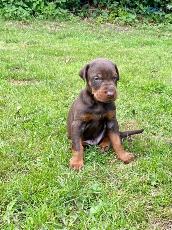 Dobermann puppies for sale 