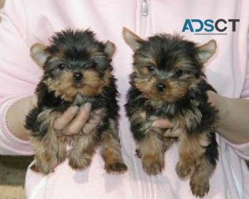 Yorkshire Terrier puppies 