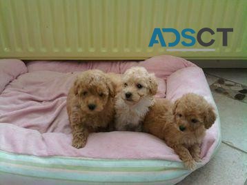 Poodle puppies