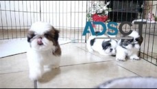 male and female Shih Tzu puppies