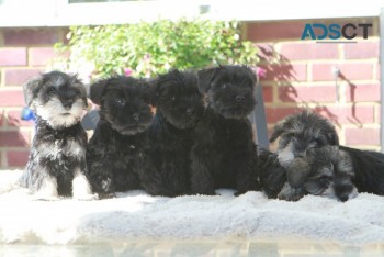 Miniature Schnauzer puppies