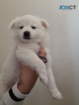 Perfect Pure Japanese Spitz puppies for 