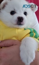 Perfect Pure Japanese Spitz puppies for 