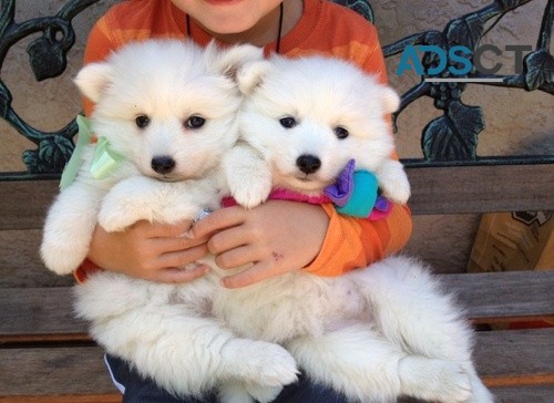 Perfect Pure Japanese Spitz puppies for 