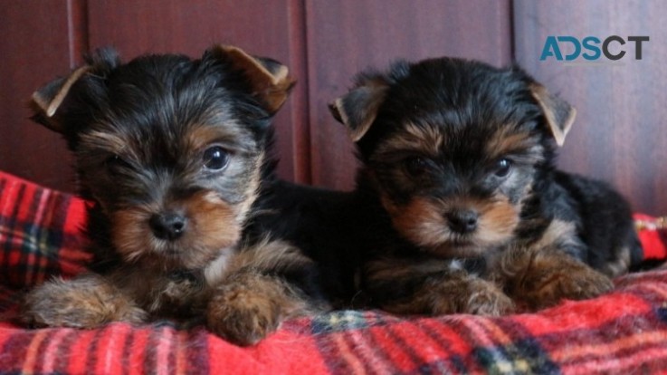 Two Top Class Yorkie Puppies Available