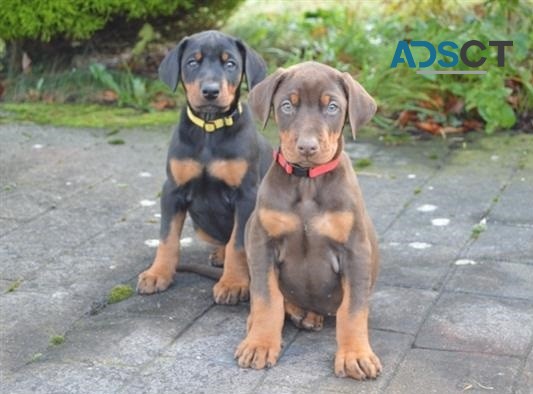 Doberman Pinscher puppies