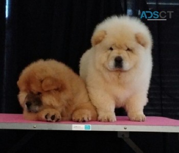 Chow Chow puppies