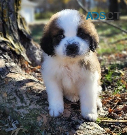 Male & Female Saint Bernard Puppies