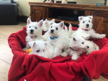 West Highland White Terrier Puppies