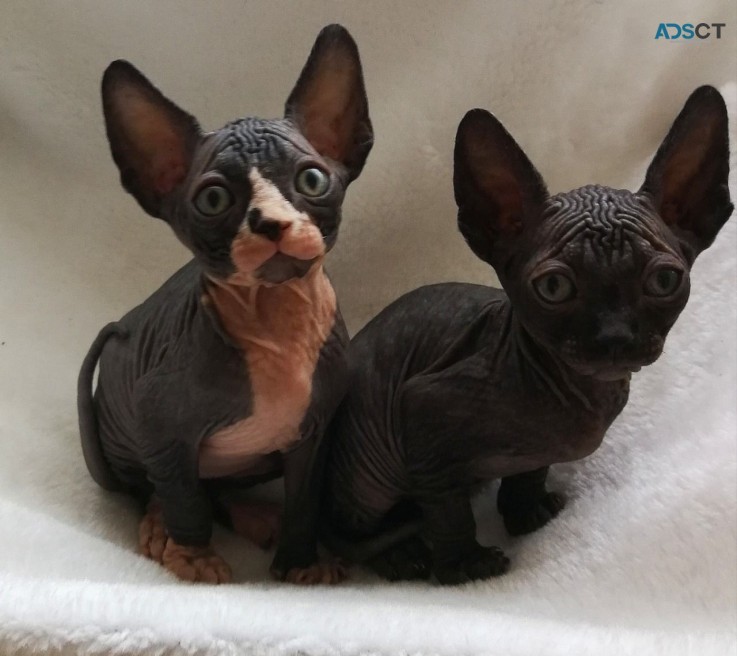 Two Beautiful Sphynx kittens Available