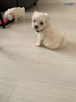 Maltese puppies for sale 