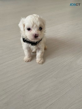 Maltese puppies for sale 