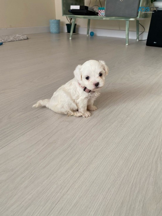 Maltese puppies for sale 