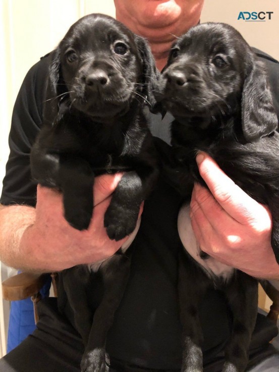 Lovely Beautiful And Cocker Spaniel  Pup