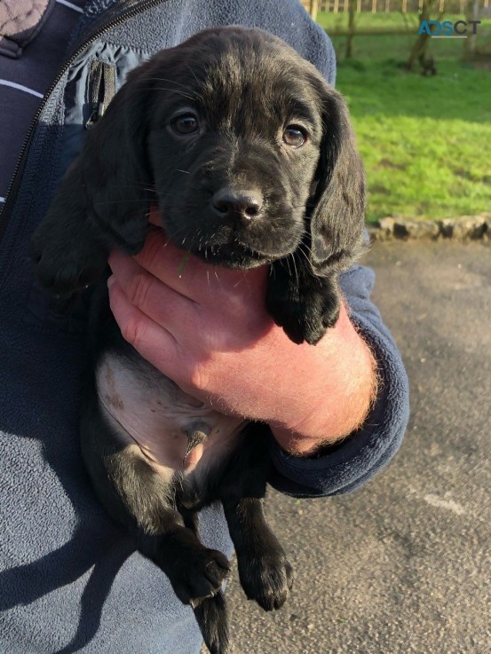 Lovely Beautiful And Cocker Spaniel  Pup