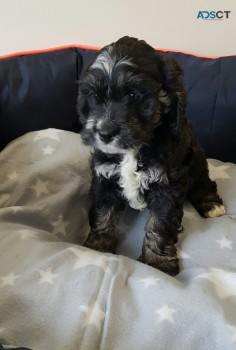 Lovely Beautiful And Cocker Spaniel  Pup