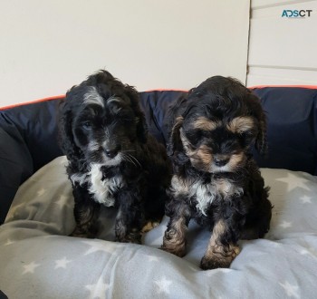 Lovely Beautiful And Cocker Spaniel  Pup