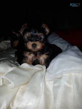 Yorkshire Terrier puppies for sale 