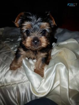 Yorkshire Terrier puppies for sale 