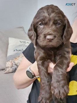 Lovely Beautiful And Cocker Spaniel  Pup