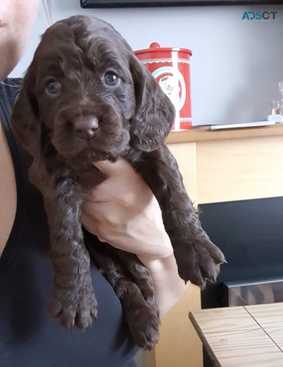 Lovely Beautiful And Cocker Spaniel  Pup