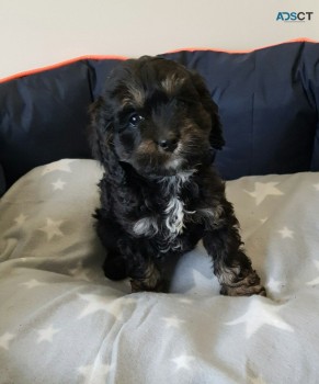 Lovely Beautiful And Cocker Spaniel  Pup