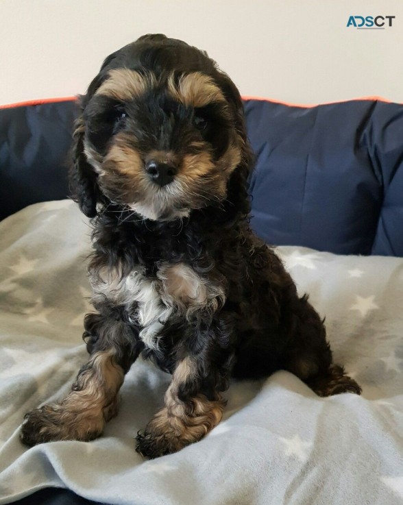 Lovely Beautiful And Cocker Spaniel  Pup