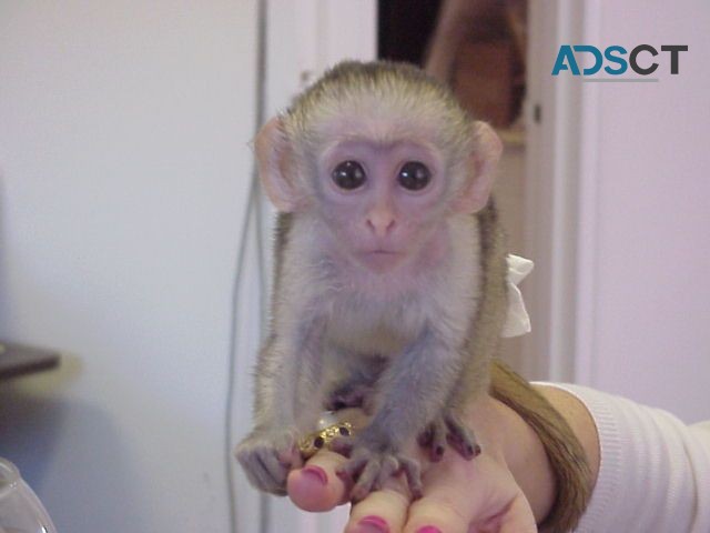 Charming Capuchin Monkey's Available 