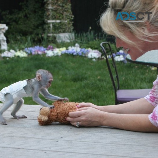 playful Capuchin Monkey's ready