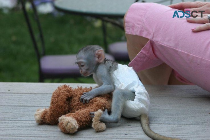 playful Capuchin Monkey's ready