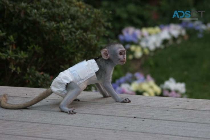 playful Capuchin Monkey's ready