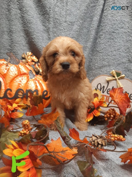 Red F1 Miniature Cockapoo puppies READY 