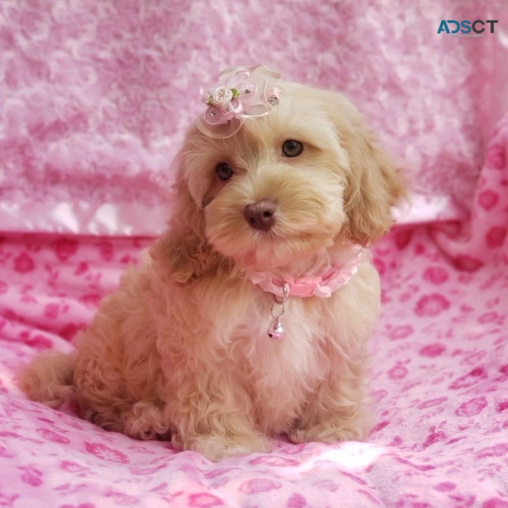 Beautiful female Cockapoo puppies