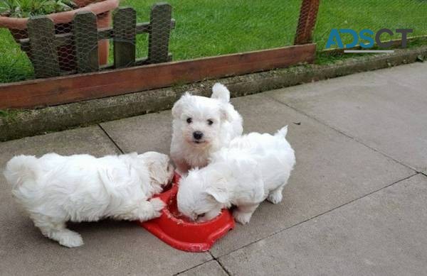 Lovely Maltese Puppies for sale