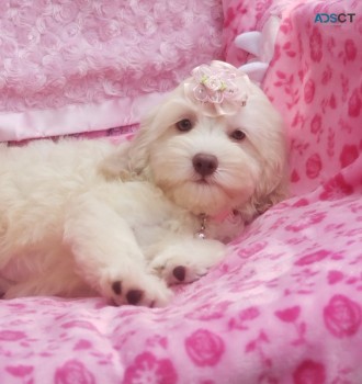 Cockapoo Puppies