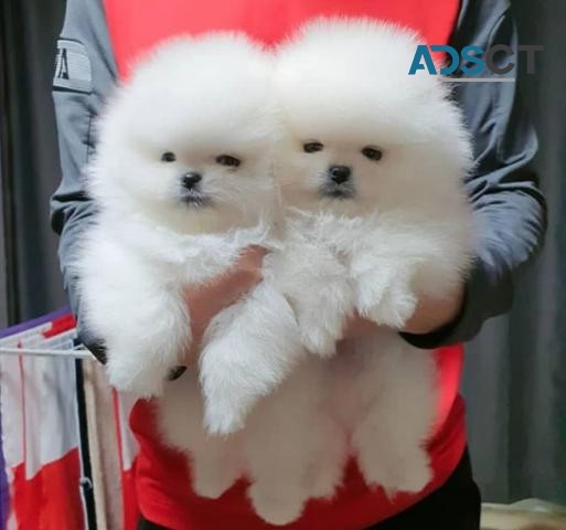 Teacup Pomeranian Puppies for Sale