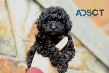 Toy Poodle Puppies available for sale