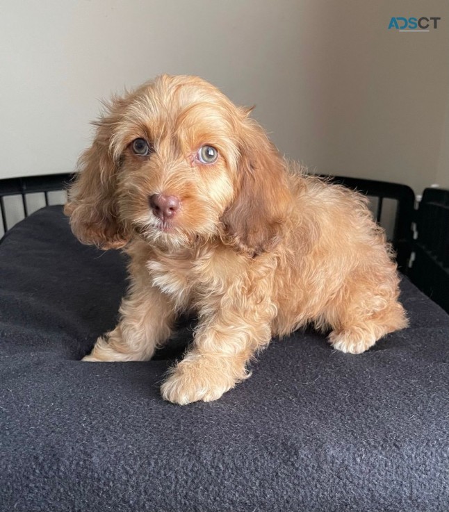 Adorable Cockapoo for sale