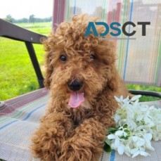 Cute poodle puppy 