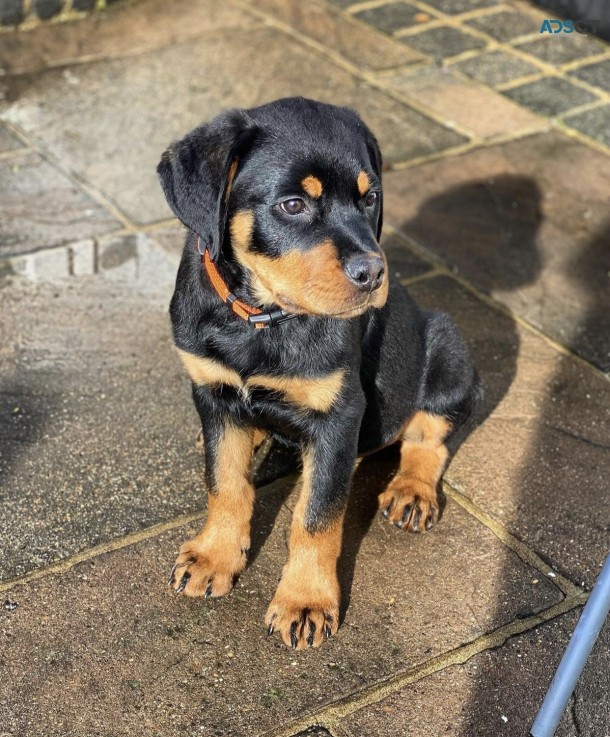 Full pedigree Rottweiler puppies