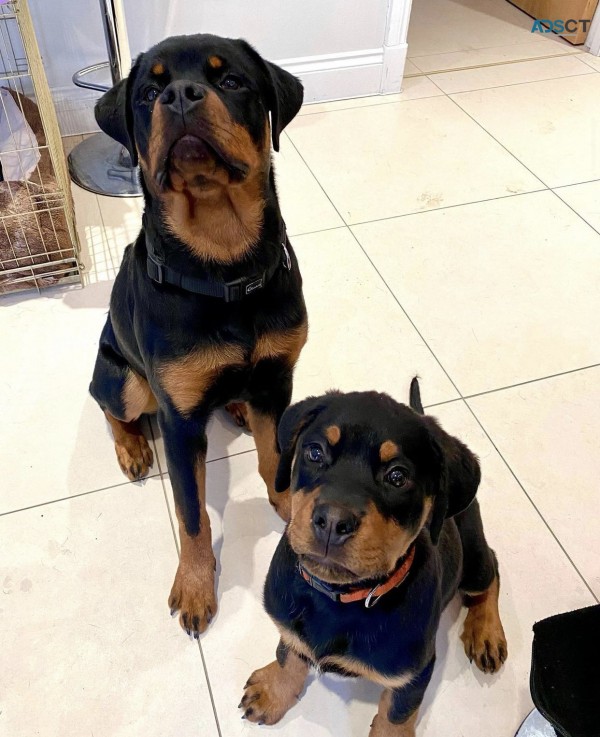 Full pedigree Rottweiler puppies