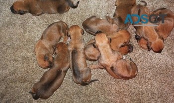 M/F Rhodesian Ridgeback puppies