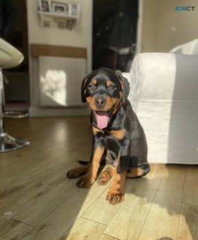 7 Top Quality Rottweiler Puppies