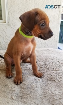  Rhodesian Ridgeback puppies