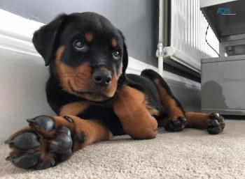 Beautiful Rottweiler Puppies