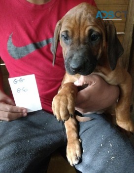 Cute Rhodesian Ridgeback puppies