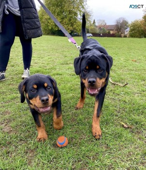 AKc Reg Full pedigree Rottweiler pups