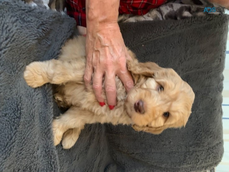 Labradoodle  Puppies For Rehoming